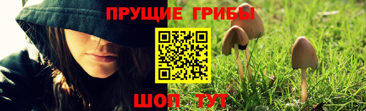 Псилоцибиновые грибы Psilocybine cubensis Чебаркуль